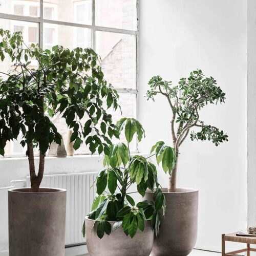 Planter SC45 – Image 2