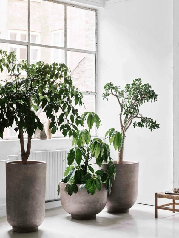 Planter SC45 – Image 2